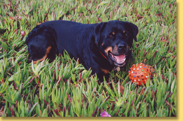 resume letterhead. resume letterhead. resume cover letter,